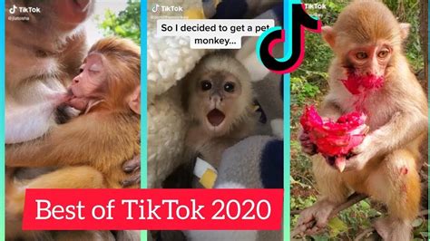 monkey omegle|omegle monkey tik tok.